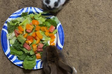 salad time!
