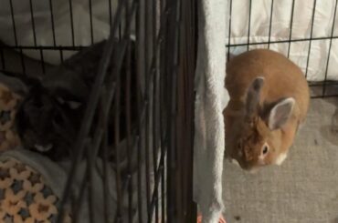 Requesting recommendations for flooring in bunny area