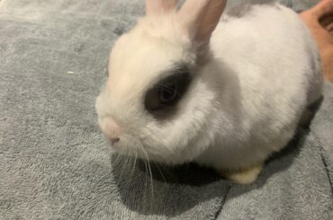 What kind of rabbit is this?