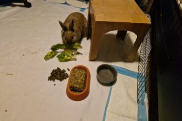 So proud of our big little girl! She started to eat properly again 4 days after her spay, AND she used a litter box for the first time!