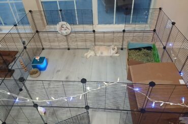 Ghost is so happy in our new home :)