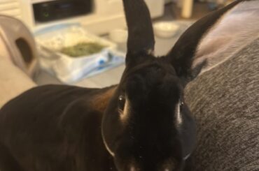 Bunny prefers men