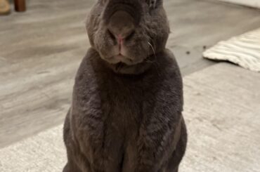 Um hai… snacks? Pets? Dinner?