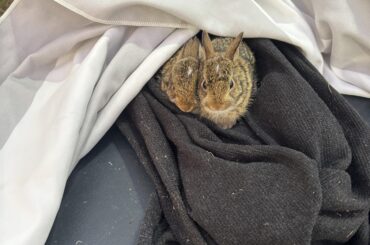 Found young, not baby, bunnies under confusing circumstances. Need advice
