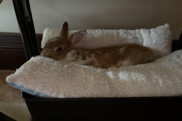 His name is scrum and he chewed his air filter cable