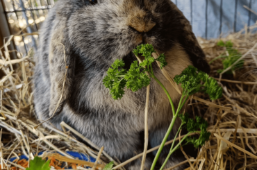 Parsley...what an enjoyable delicacy!