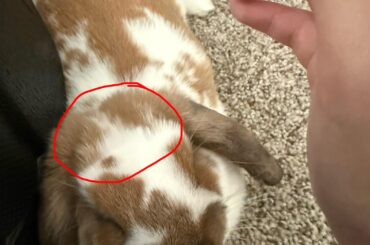 Why does he have soft fur at the top and behind his neck?