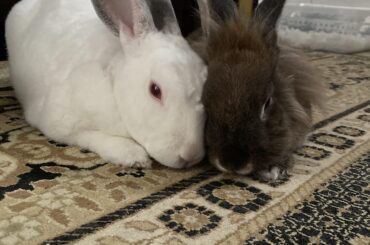 Has anyone ever moved to Spain with their bunnies?