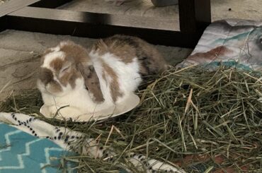 When you food coma so hard you fall asleep on your dish
