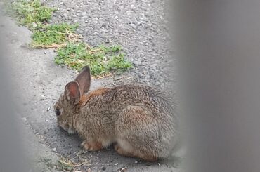 Bunny