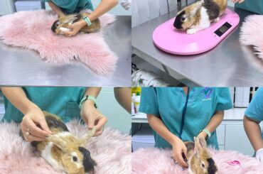 My rabbit has suffered with a swollen paw for 4 months – I need help to save it 💔🐇