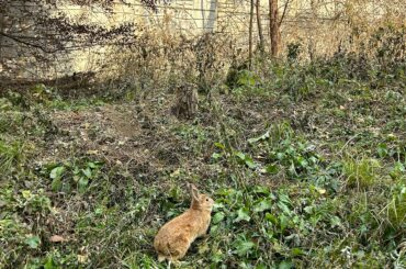 Found this little cutie on my way to work from college 🐇💛