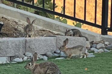 Bunnies love to come get our carrots 🥕. Cutest little bunny family every evening.