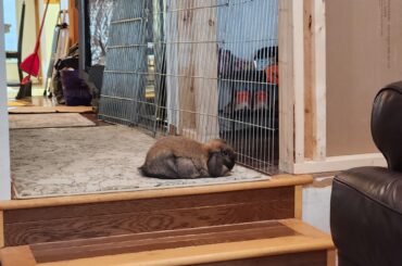 My bun waiting for me to come home