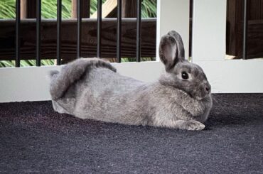 99% done molting… except for the caboose.”