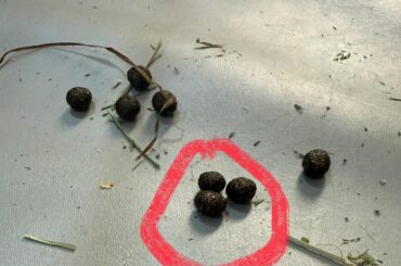 Oval poos?