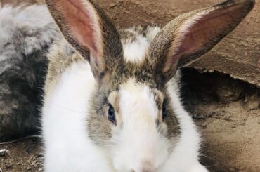 I think I have cutest bunnies