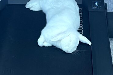 This is how we exercise in this family