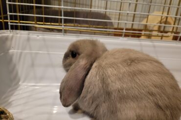 Important question about Simon