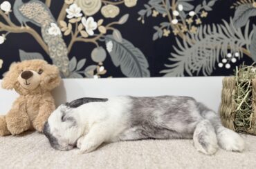 Dreaming of hops, flops, and carrot tops 🥕💛