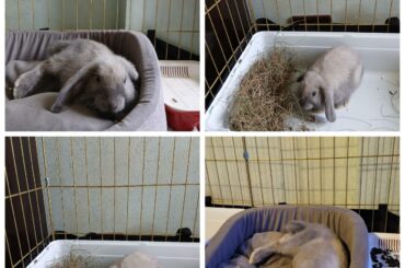 Simon's been acting weird lately, is everything ok? Please help