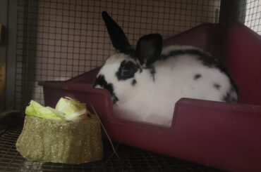 Brand new bun owner!