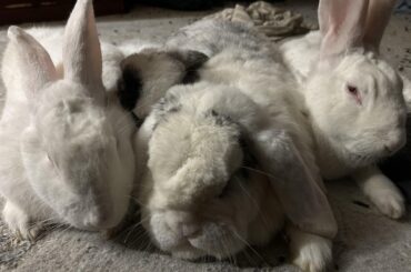 The mound of buns when I got up for work today