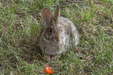 Wild bun in our yard