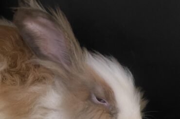Rabbit in recovery is showing signs of bloat. Please help!!