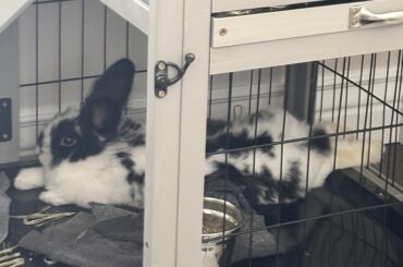 Doing a special sploot with a leg rest