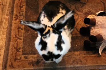 Tiny Rorschach: What do you see?