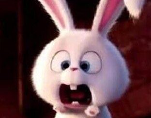 New bunny sub?!