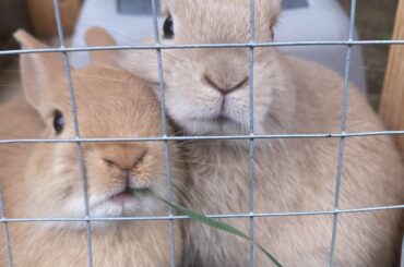 Give us grass right now!