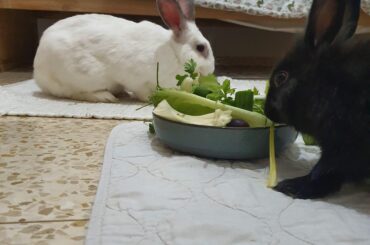 Update: Snowball and Kika's romantic dinner.🐇🥬🥒