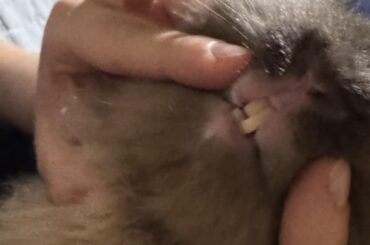 Rabbits teeth are uneven