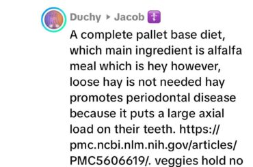 Is it true that Hay supports large periodontal disease?