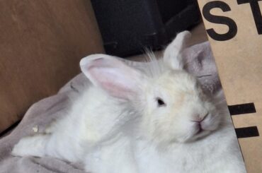 Does anyone know what breed my bunny is?