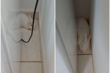 My baby Zeppeli sleeping behind the fridge, first week at home vs last month at home