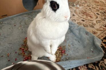 Wheres the treats at? Hummm your standing on them i am afraid lol