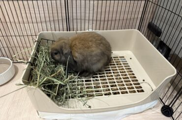 Litter box training not going well