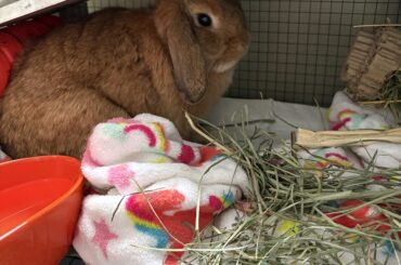More advice! Post Spay