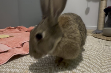 Peris reaction to me petting her just a tiny bit