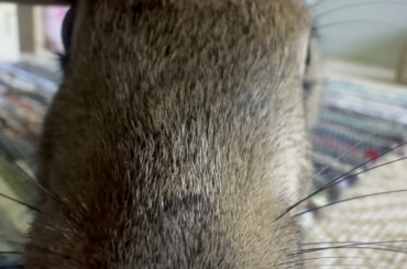 aaaaah tis the earless snoot