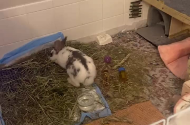I think bug has started nesting