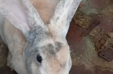 Don’t break a bunny heart ❤️
