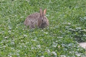 Here's a little bit of my trusting yard bunny helping weed my patio