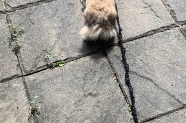 Frieda getting some outside time 💛🐰