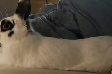 First time rabbit owner, is the head shaking a bad sign?