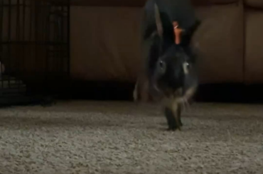 Belgian Hare Binkies