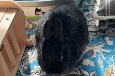 I brought Miss Tiggles over to our now home to explore her new set up before we actually move. She seems to like it here. I’ll be taking her here more, over the next week. There’s still things I need to put in it like food and litter but we are only here for 30mins today.